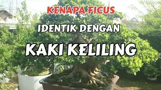 Membuat bonsai itu menyesuaikan dengan alam#bonsai #caraperawatanbonsai #ficusbonsai #merawatbonsai 