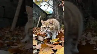 AUTUMN IN THE PARK.. #catai #cat #cuteanimals #catlovers #funny #shorts