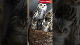 cat owl #cat #shortvideo #animalworld