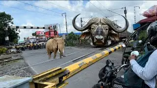 train versus elephant face to face crashe/ railgate crossing time /Katwa Howrah local via Bandel