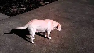 HTC Amaze 4G HD video sample 2