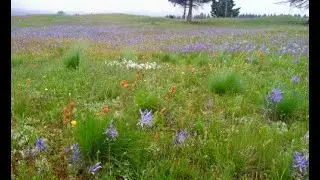 Restoration from the ground up: Incorporating soil knowledge into native plant restoration efforts