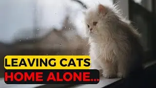 How to leave cats alone at home