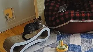 Doubloons discovers the Milliway portal