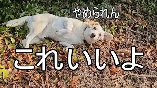 犬のスリスリ活動の謎　ムカデ編　うそでしょ