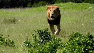 Big male lion shows who's boss