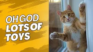 Special Gifts, Cat Toys & A Tough Health Update | Finn & Tommy&rsquo;s Story