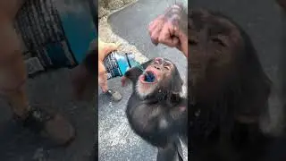 Powerade Monkey....drinking in slow motion #shorts