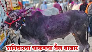 शनिवारचा चाकणचा बैल बाजार,,दि-‌17/01/2026…Chakan Bail Bajar..Bail Bazar chakan..#Chakan