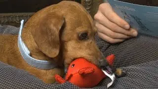 Wiener Dog vs. Savage Lobster - Portillo's August Barkbox Unboxing