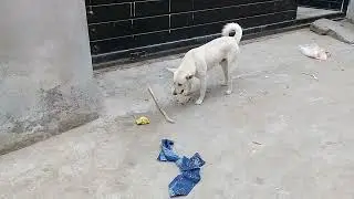 White Russian dog with curly tail eating black gram curry/Squirrel roaming around in garbage dump uk