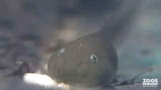 Rescue mission for the Giant Burrowing Frog