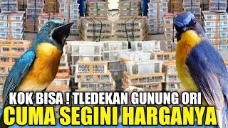 UPDATE HARGA TLEDEKAN GUNUNG HARI INI DIKIOS PASAR BURUNG PRAMUKA TERNYATA CUMA SEGINI HARGANYA