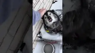 Этот хаски не хочет заходить внутрь