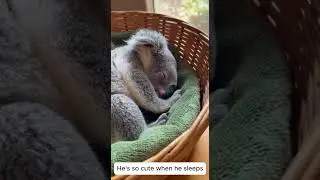This Baby Koala Survived a Wildfire&hellip; Watch the End