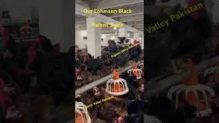 Our Lohmann Black Parent Stock
