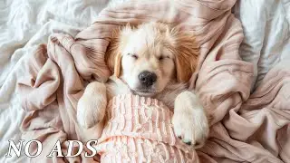 12 Hours of Relaxing Music For Dogs🐶💖Anti-Separation Anxiety Relief Music🎵💖Deep Sleep💖Pet Music