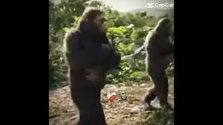 Monkeys dance #edit #funny #meme #phonk #monkey #dancing