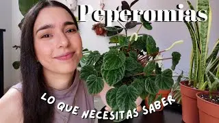 PEPEROMIAS: una GUÍA para identificar los diferentes tipos y sus cuidados específicos