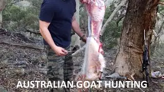 Australian bush hunting 4 Goats. Field dressing ATV butchering
