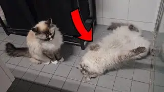 Neva Masquerade vs Ragdoll Cat | Play Fighting Between Fluffy Cats