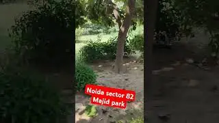 Noida sector 82 Majid park #noidavlog #noidacity  #shortsfeed  #youtubeshorts