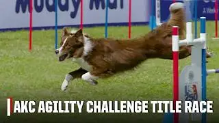Team Boston wins inaugural AKC Agility Team Challenge 🏆