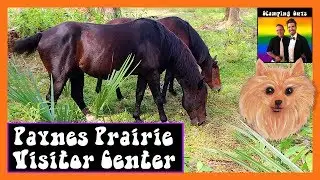 Paynes Prairie Preserve State Park - Visitor Center Tour & Review - Top Best Florida State Parks