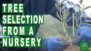 Tree Selection From a Nursery