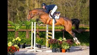 2 Indy MBF (Quasimodo van de Molendreef x Air Jordan x Cor de la Bryere), mare, 2013