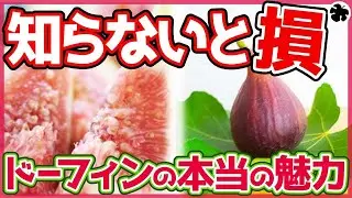 【いちじく】今だから話せるドーフィンの魅力！きっとドーフィンが大好きになりますよ（育て方）