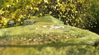 BIRD watching, feeding. +🎶Ambient music. @natureinuk