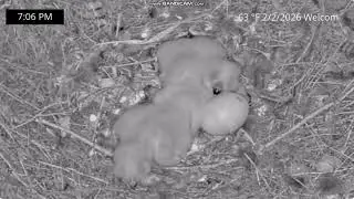 Puchacz wirginijski, Corona w Kaliforni - Owlvira & 🐥🐥🐥🥚  & Hoots z 🐭 2026 02 02