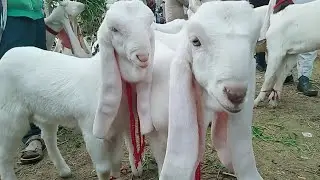 Best Gulabi Goats Of Daur Bakra Mandi || Gulabi Goat kids || Famous kids