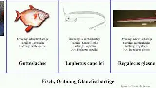 Fisch, Ordnung Glanzfischartige fish elegans cristatus Trachipterus capellei jacksonensis First