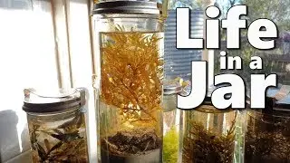 Life in a Jar. An Experiment in Ocean Ecology