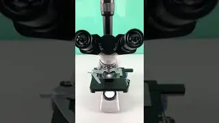 Would you still drink beer after seeing it magnified 400 times? #microscope