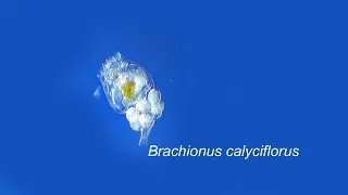 BRACHIONUS CALYCIFLORUS
