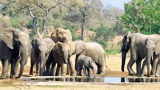 Nature's Ambience: Elephant Sounds for Stress Relief and Inner Peace 🌿🐘✨