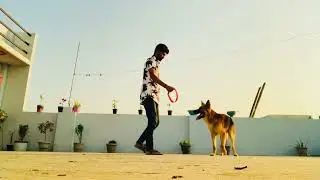 ￼germanshepherd dog playing😍 #doublecoat🔥 #funnymoments #dogcare #viralvideo