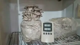 Shimofuri e juba de le&atilde;o.