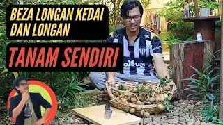 Bila masa yg sesuai menuai longan/mata kucing? Apa beza yg ditanam sendiri dengan yg Thailand?
