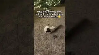 Amazing Pet Gift