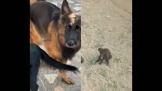 #pets #love #germanshepherd #ekmotahathighumechala #shortvideo #desidog