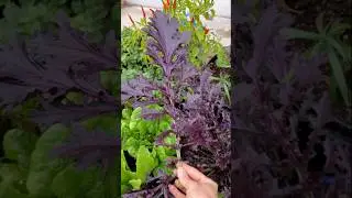 RED MIZUNA 🐦 HARVEST 🐦 POT GARDEN
