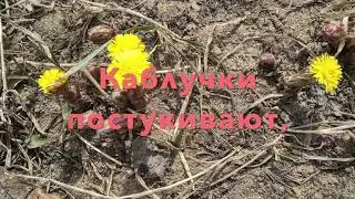 На пасхе (А. А. Блок)/At Easter (A. A. Blok)