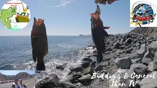Kerapu Merah dan Jalur Kakap I Red Grouper and Lane Snapper