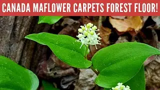 Wildflower Identification: the unique Canada Mayflower!