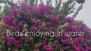 Bathing Bird     #birds #shortvideo #nature #bathingbird