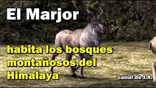 El Marjor mam&iacute;fero que habita los bosques monta&ntilde;osos del Himalaya